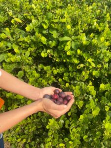 Shea butter plant